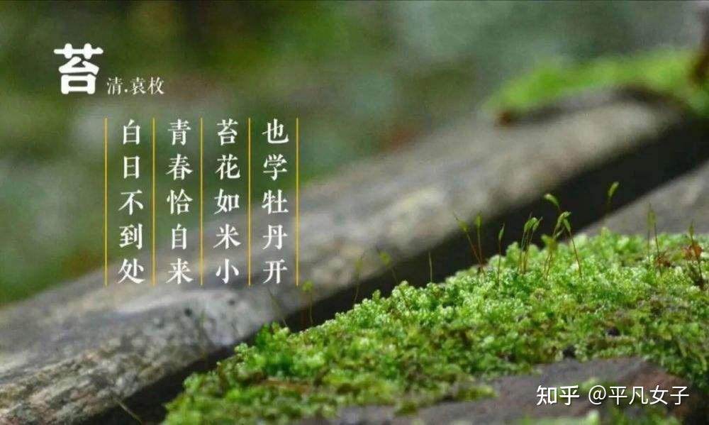 经典常谈:苔花如米小,也学牡丹开