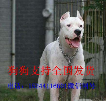 纯种杜高犬价位 知乎