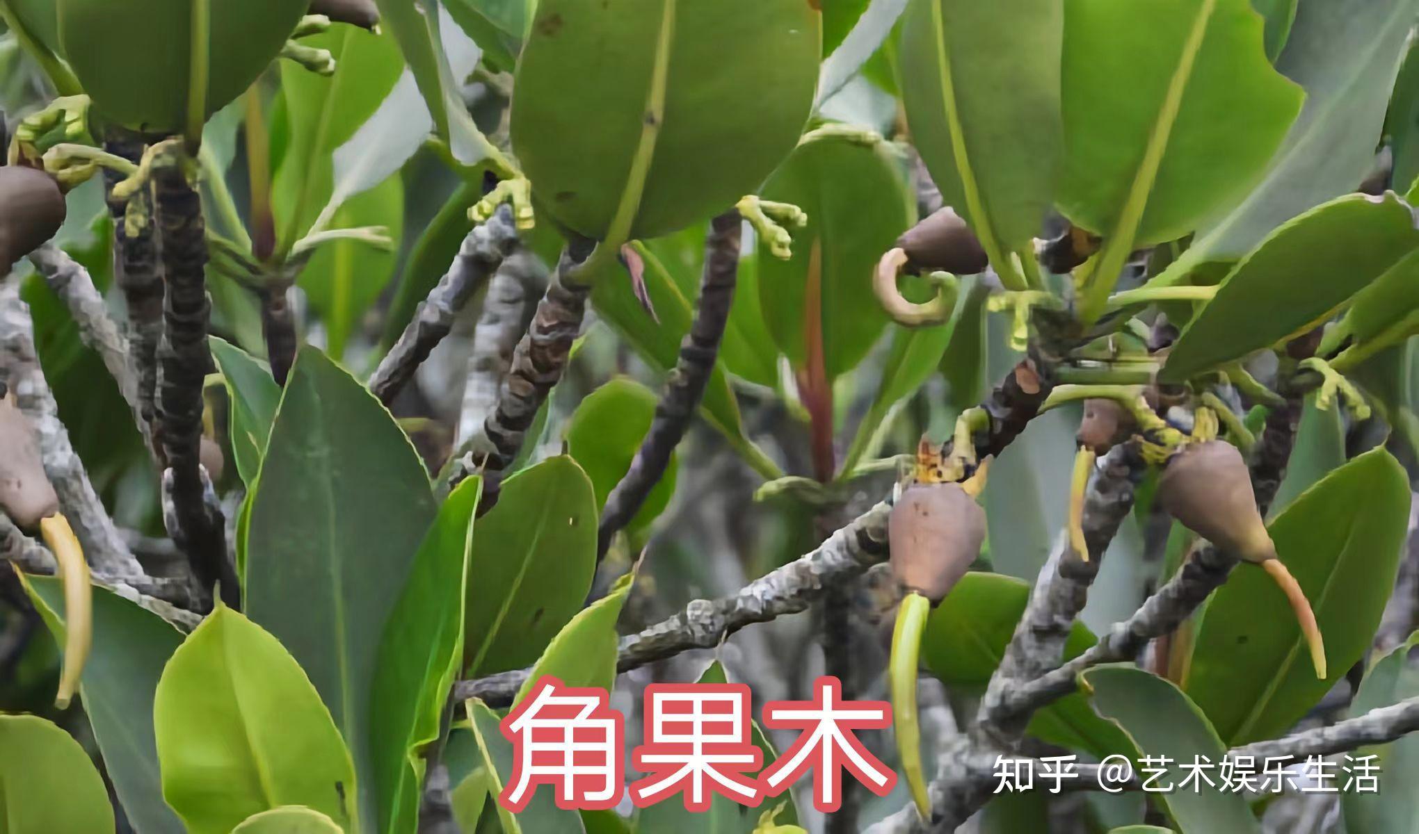 红树科植物有哪些 - 知乎