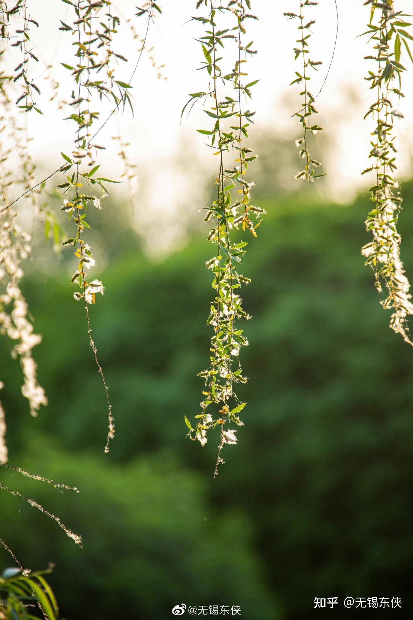 柳絮飞时花满城