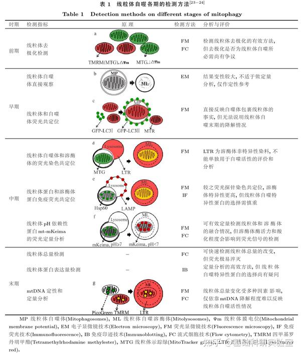 国自然热点：线粒体质量控制之「线粒体自噬」 知乎