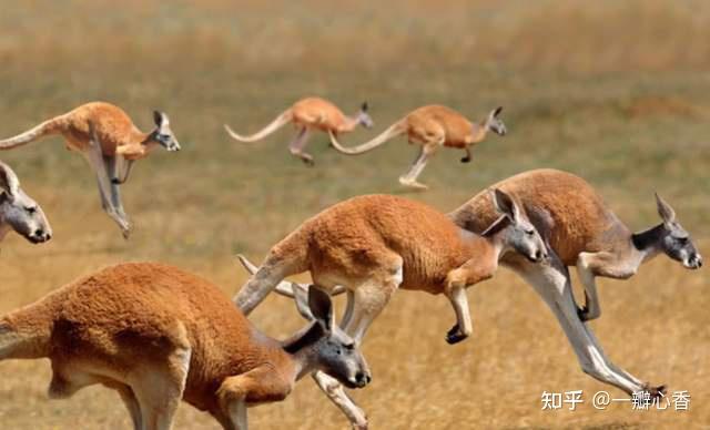 坏了真的有人开始盘玩袋鼠蛋蛋了