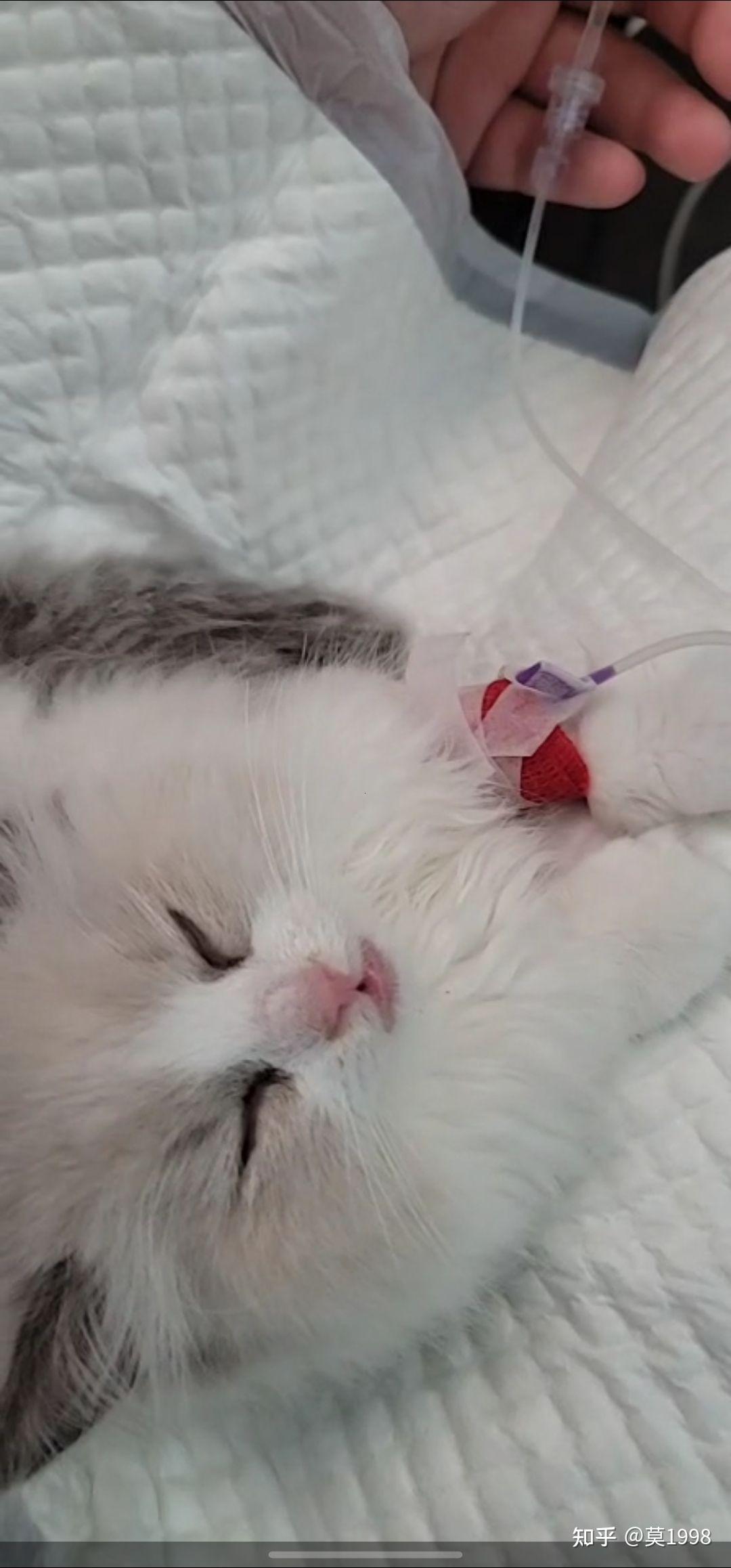 南通市怡园北村二号楼有户人家出售病猫