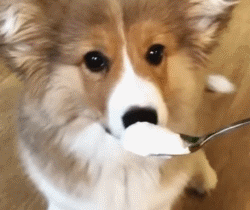 我也觉得看狗狗吃饭好有食欲