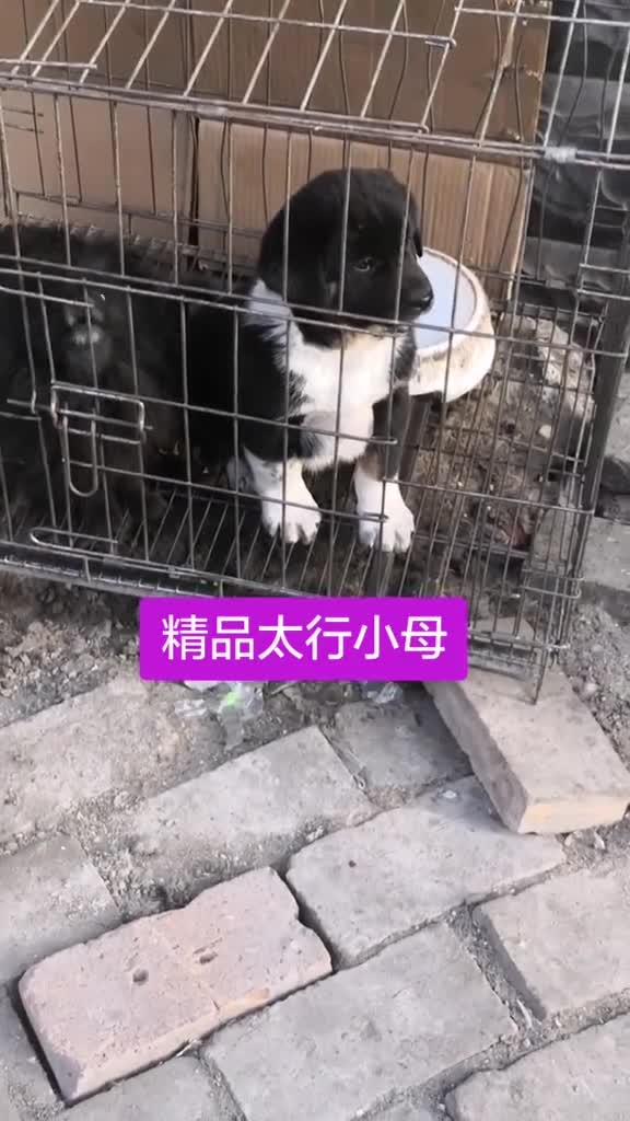 太行犬大笨狗繁育基地图片