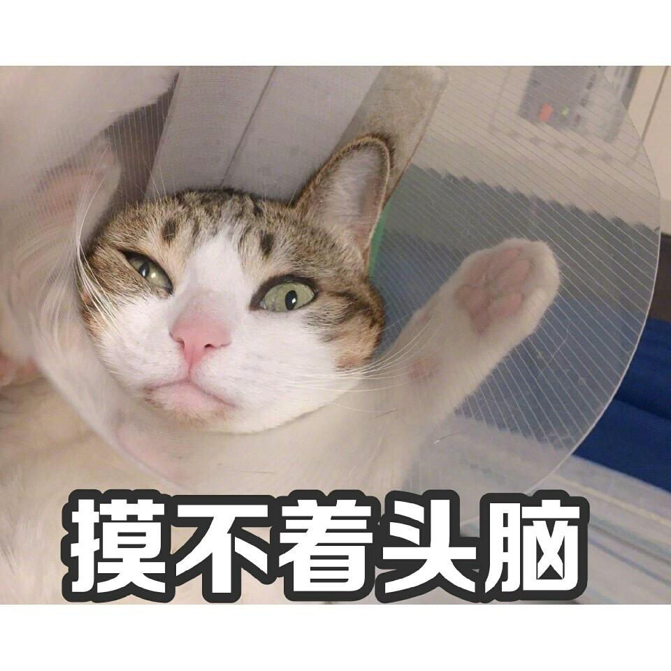 有什么万能表情包?