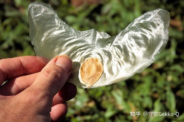 论飞行,植物种子才是专业的 - 知乎