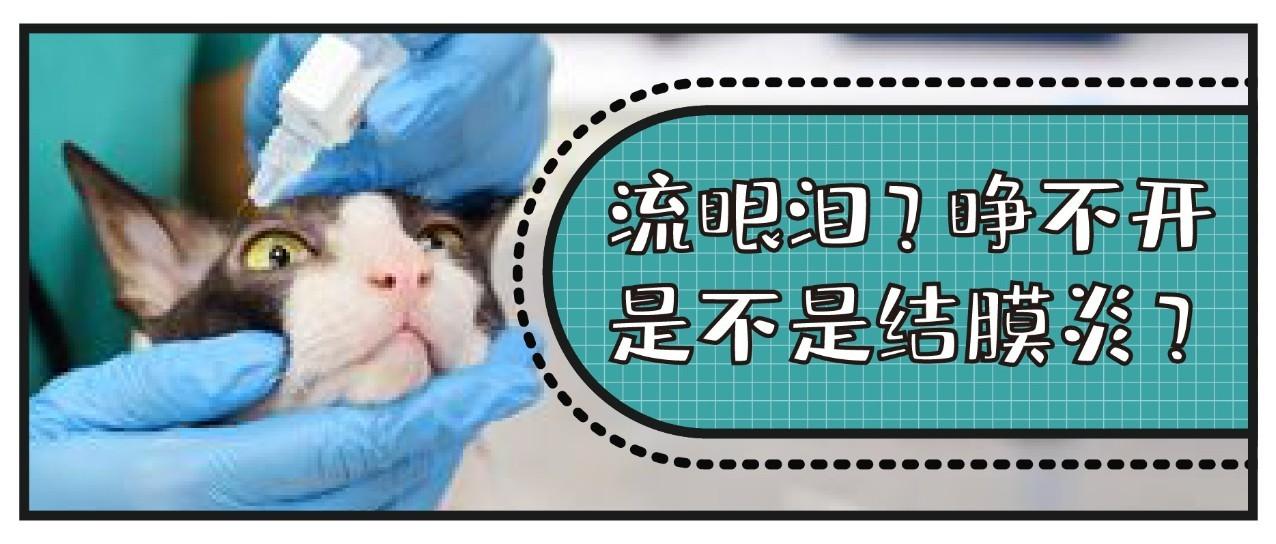 猫咪眼睛突然分泌物变多 结膜炎到底是什么原因引起的 知乎