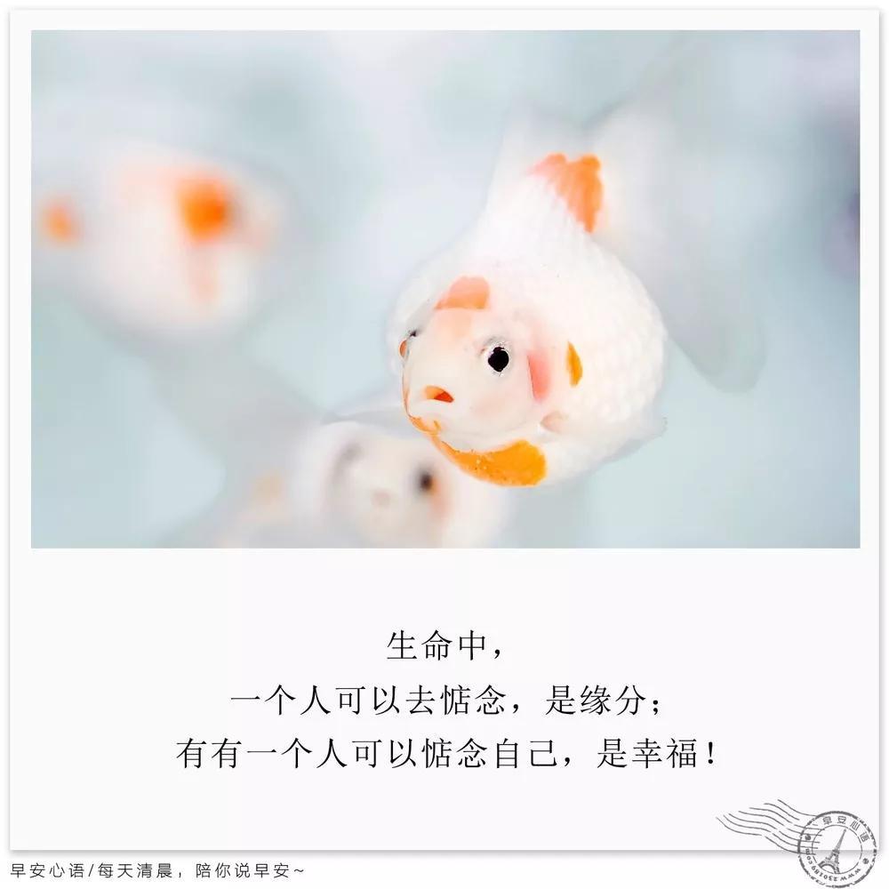 早安心语唯美配图 早安心语优美的语句 - 知乎