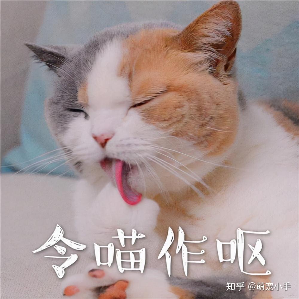 吃饱喝足的猫咪突然变得心情焦虑,就是老爱动来动去,坐不稳的感觉,特