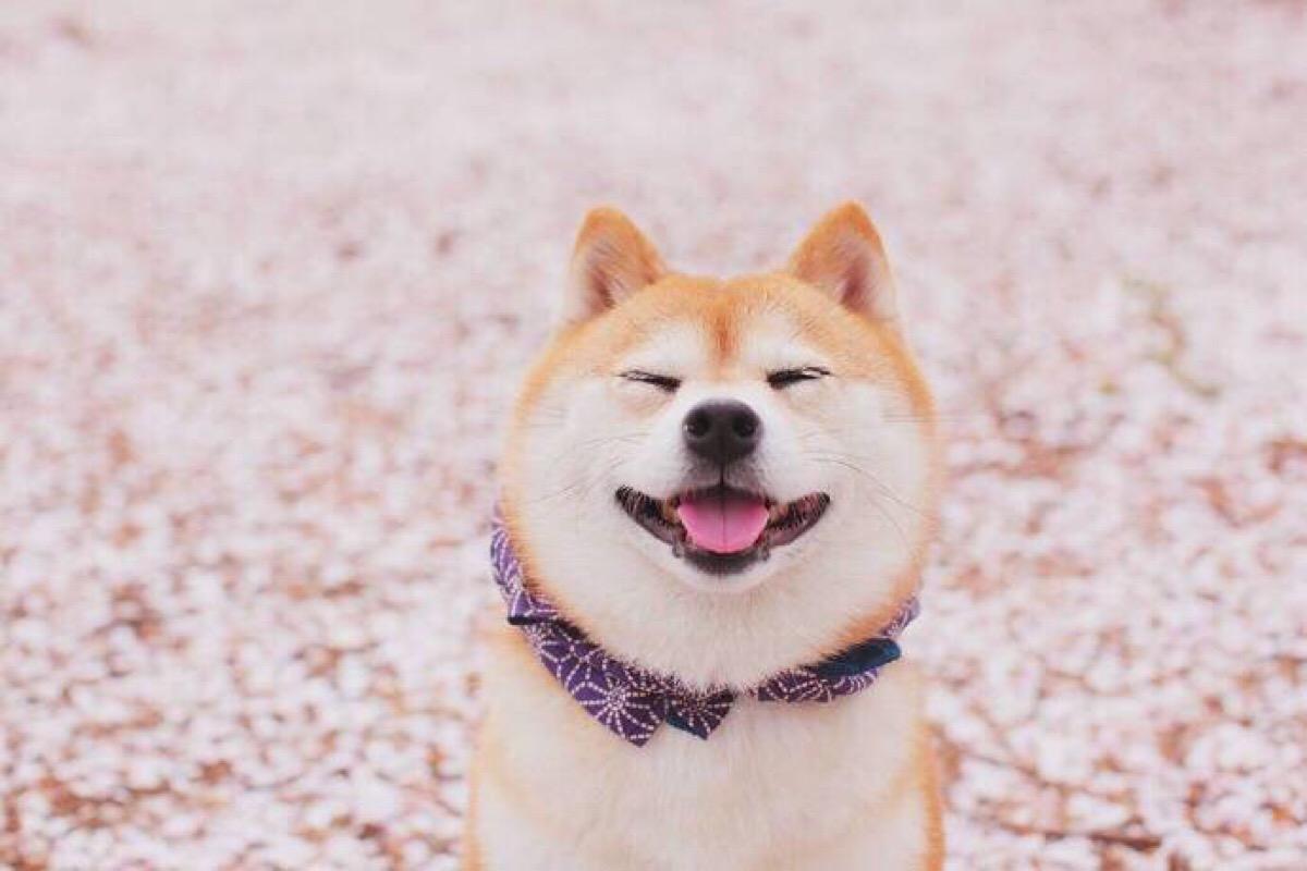 柴犬聪明吗 柴犬智商分析 科瑞卡科普 知乎 柴犬聪明吗 柴犬智商分析 科瑞卡科普 知乎