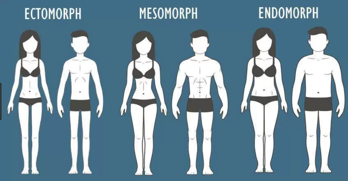 针对不同体型的训练方案 知乎