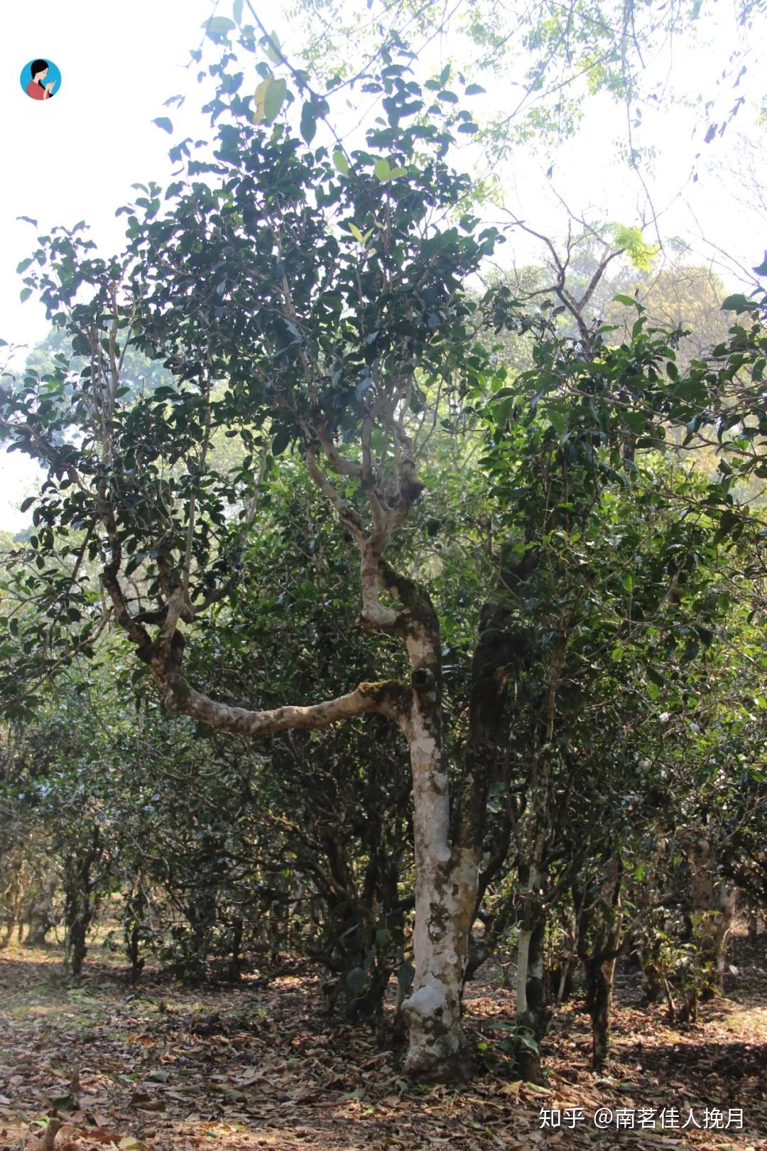 800年单株级原料17年昆明干仓存储什么是老生茶的浑