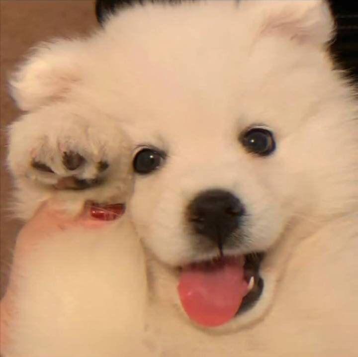 温暖可爱治愈的狗狗头像笑一个吧功成名就不是目的