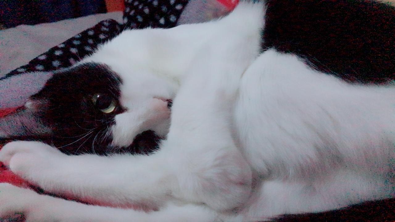 什么是动物奶牛 v2-af483c1673b23e0cd02fccfd0ca2e97b_r.jpg