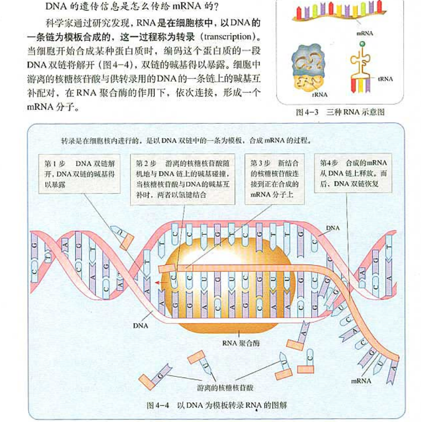 rna是在细胞核中,以dna的一条链为模板合成的,这一过程称为转录