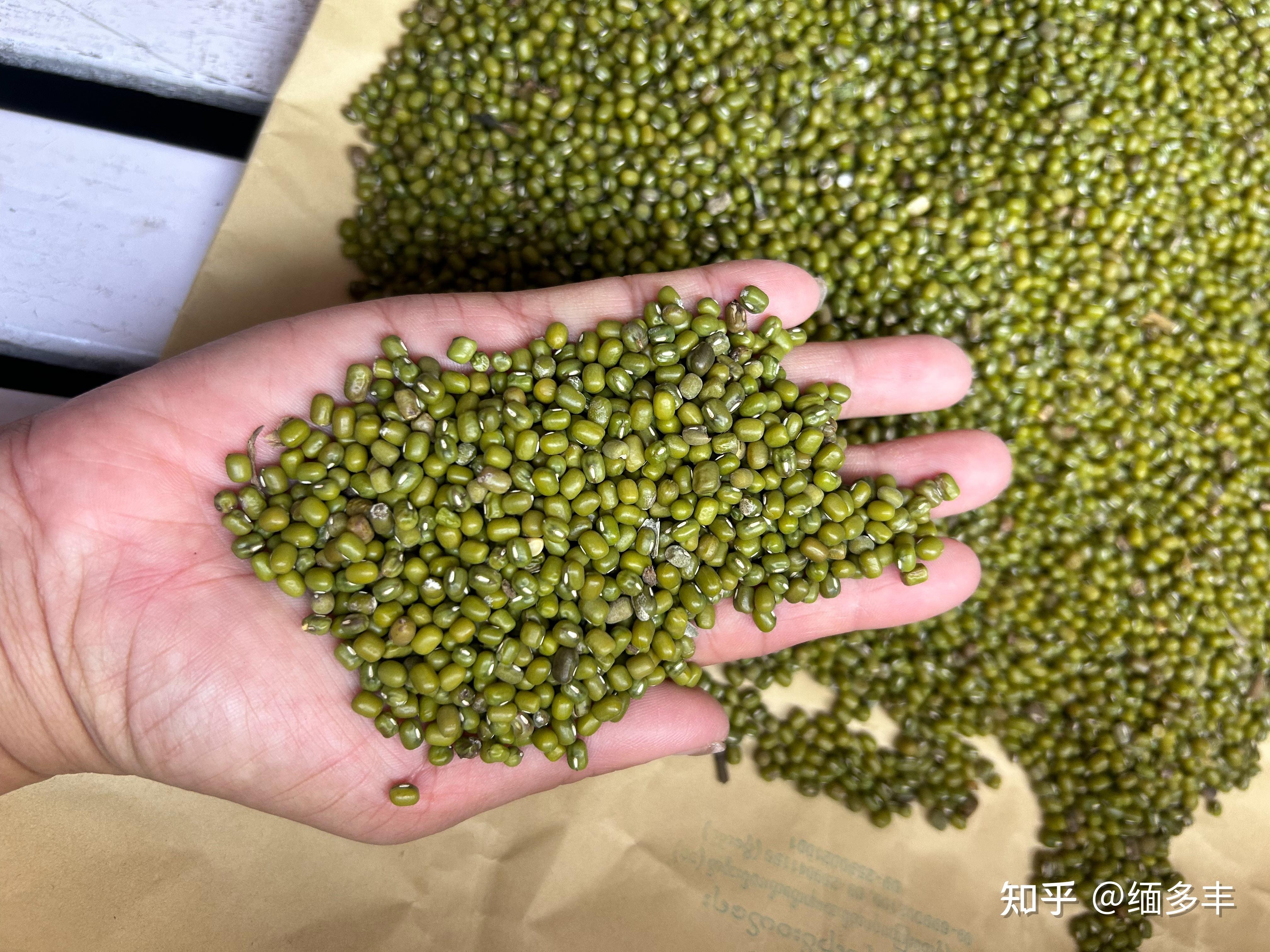 同时后续缅甸新季毛杂产量有限,出货价格较高,澳洲绿豆存在减产,国内