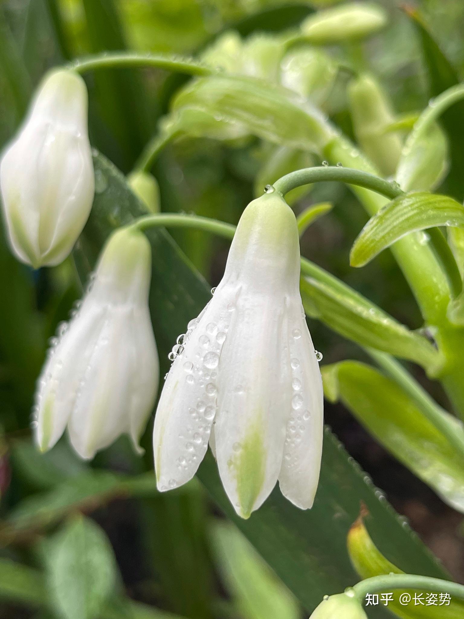 有没有什么清新脱俗,逼格高的花朵? - 知乎