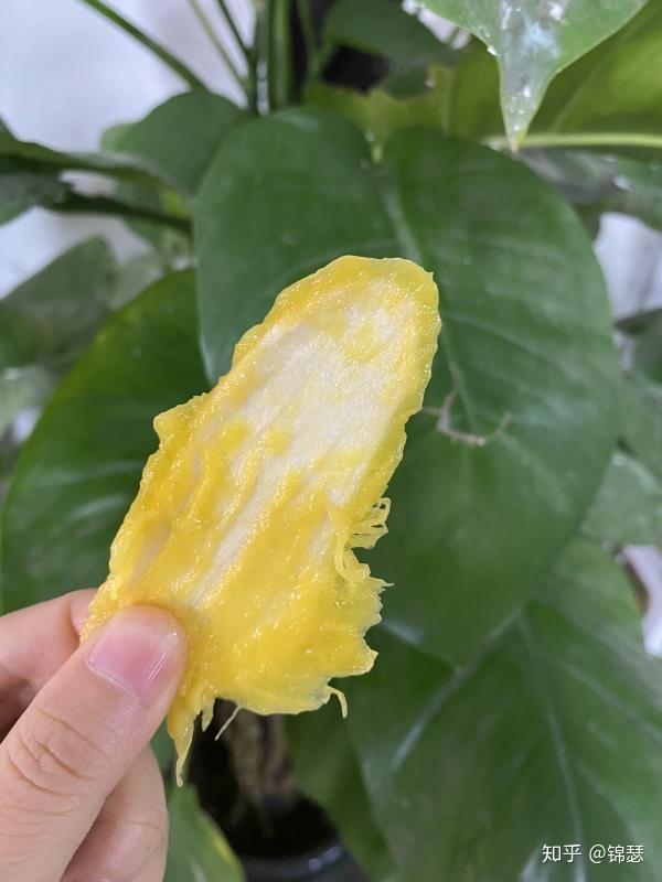 有无核芒果么? - 知乎