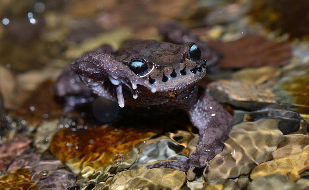 三条腿的蛤蟆不好找那长胡子的蛤蟆呢