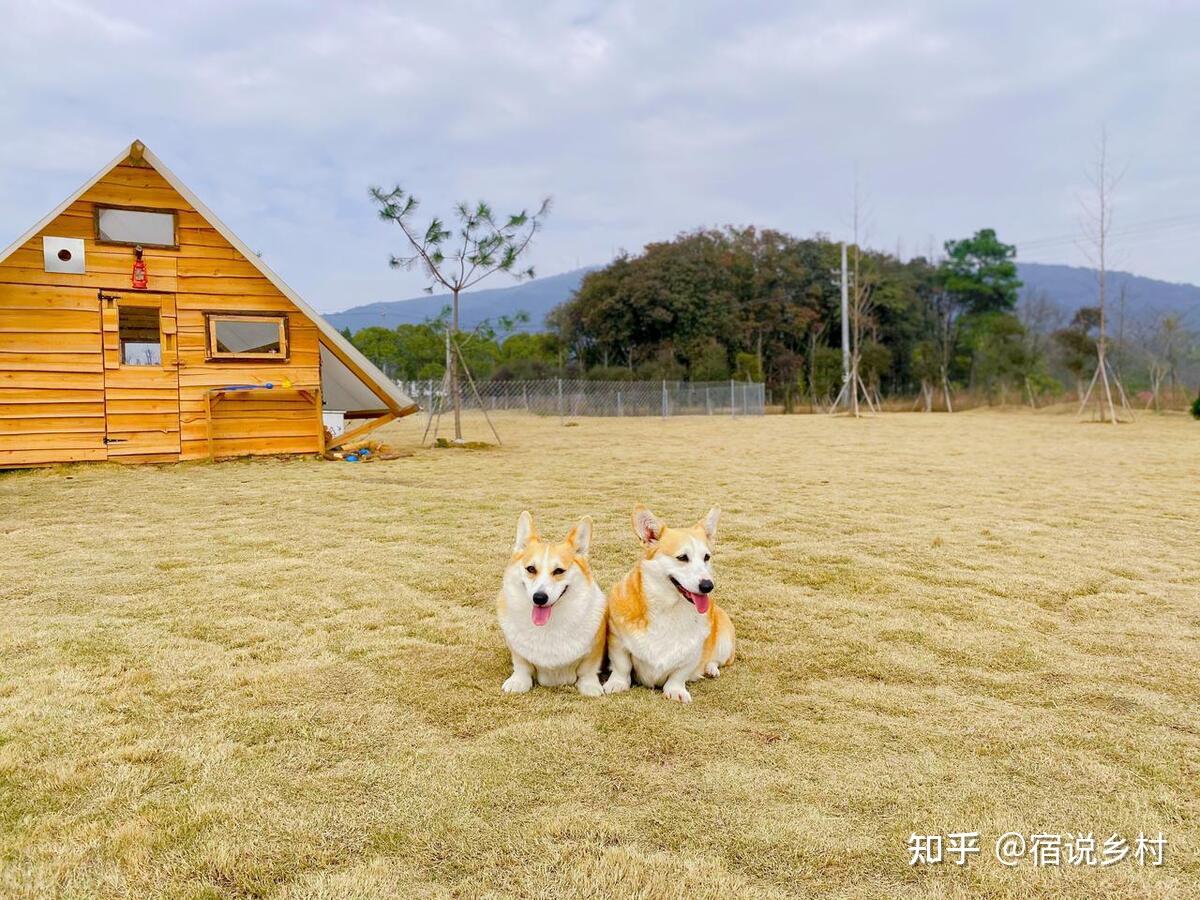 “毛孩子”同行！宠物友好民宿的人宠旅居新体验 - 知乎
