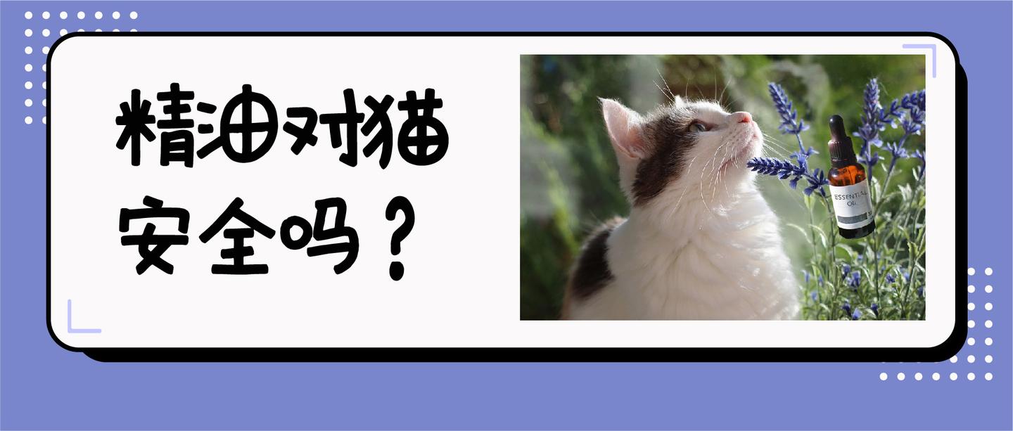 市面上形形色色的精油，对猫安全吗？ - 知乎