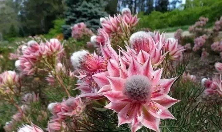 头娇小,价格又稍微贵点,但不是因为卖家黑心炒作新娘花,山龙眼科植物