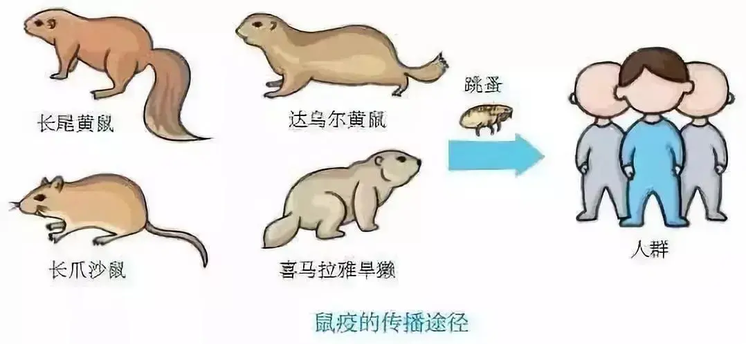 关于鼠疫的知识和记忆