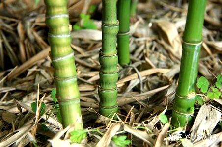 铲屎官们，你知道哪些植物对猫是安全的吗？ - 知乎