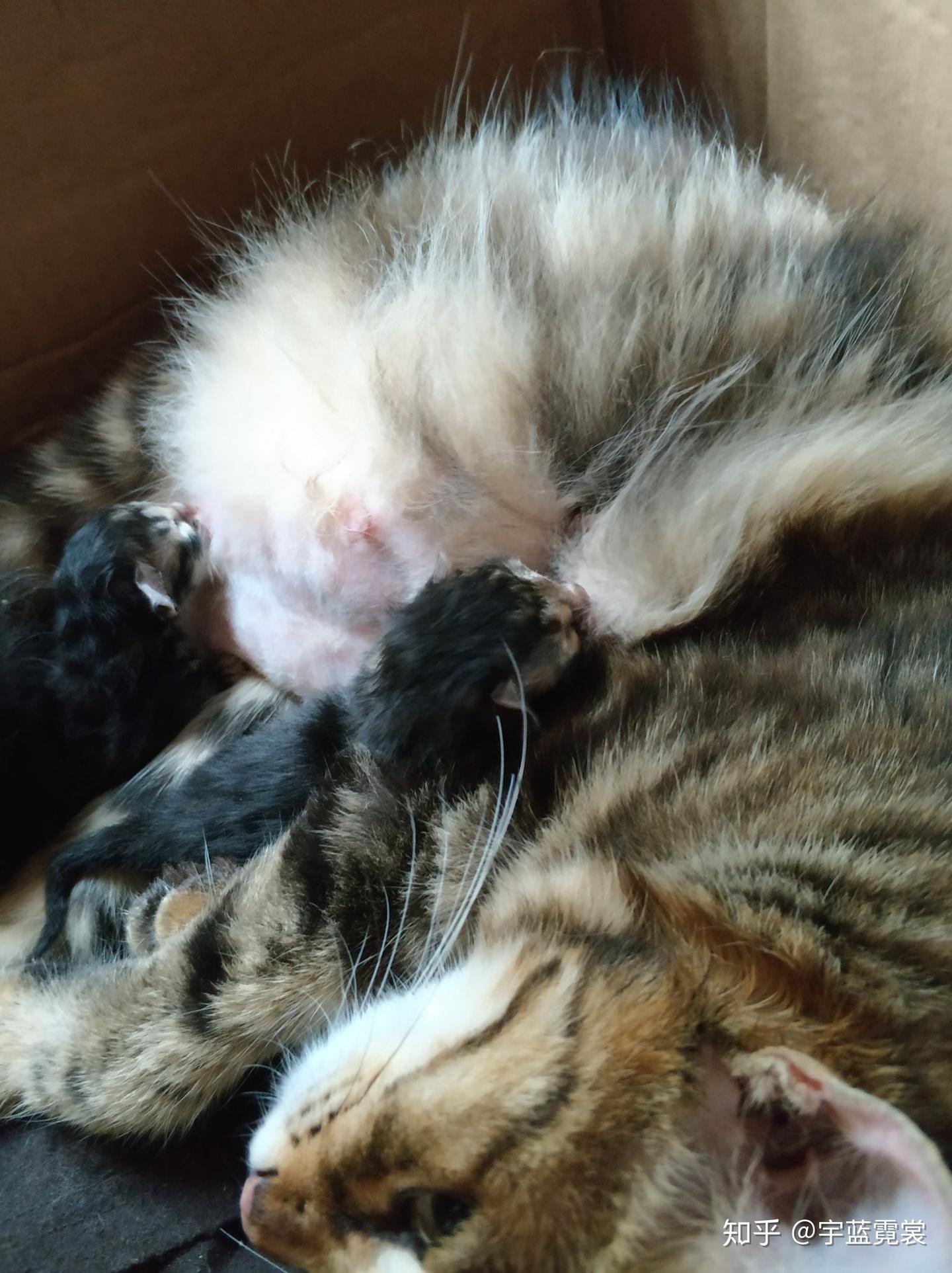 猫咪生完两只小猫，急，急，现在隔了八小时了，还没有生的样子 - 知乎
