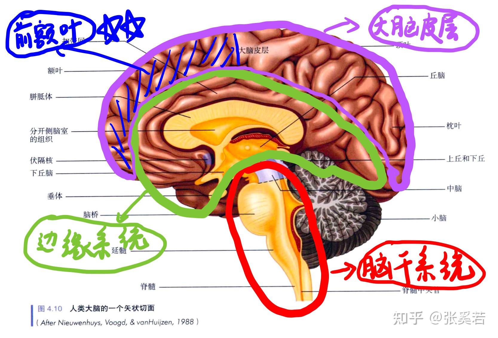 大脑外侧示意图图片