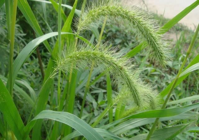 46种野外常见中草药,你认识几种? - 知乎