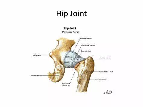 髖關節(hip joint)——靈活