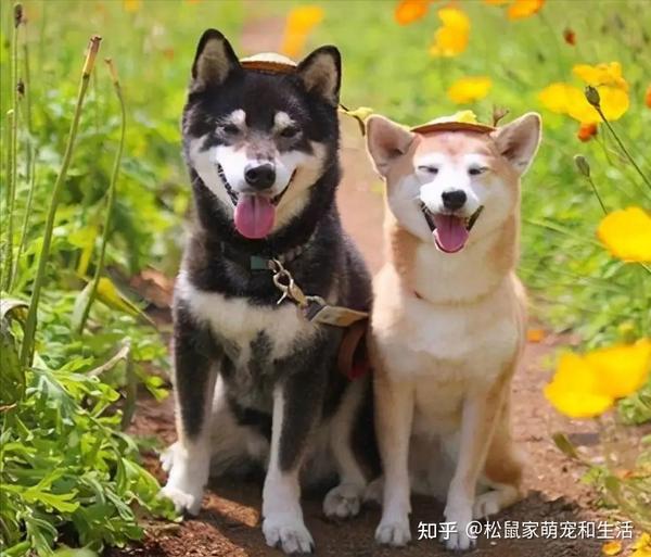 过来人的经历告诉你，养公狗还是母狗好？ - 知乎