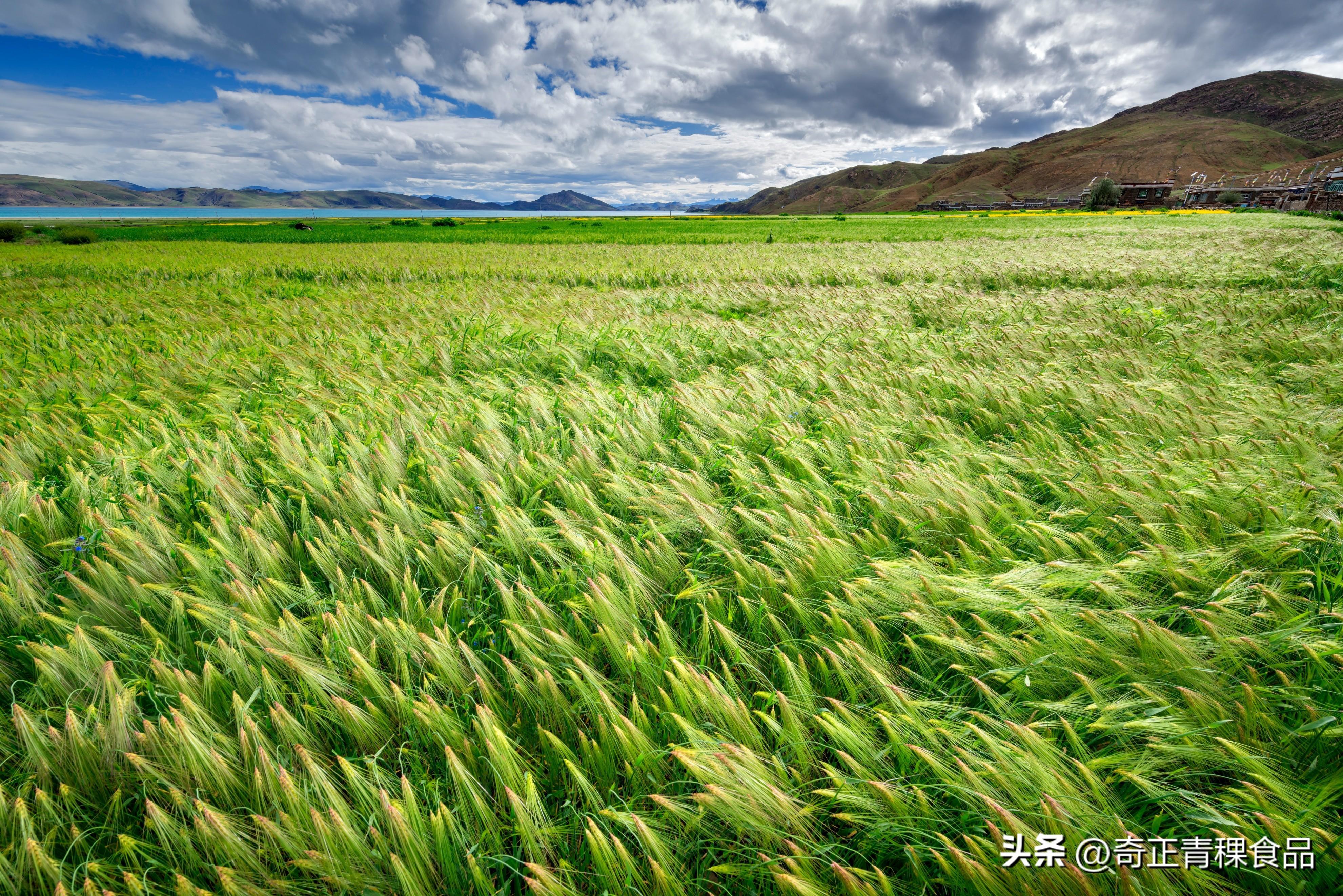 促进西藏青稞产业链健康发展