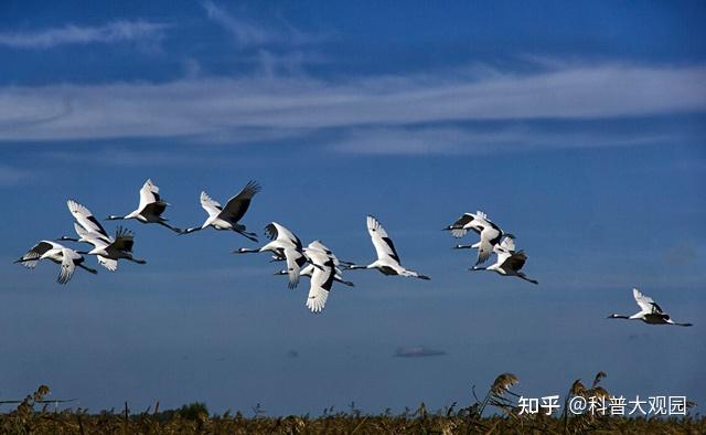 差點成為我國國鳥的丹頂鶴,憑什麼被稱為飛入神話的