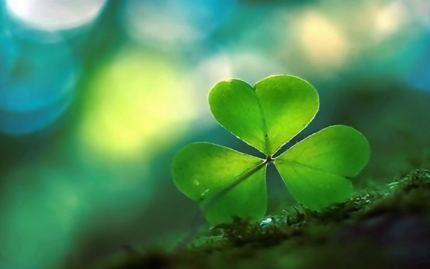 图集分享一组好看的三叶草桌面壁纸欢迎收藏