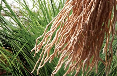 精油化学岩兰草醇