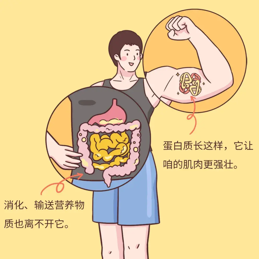 吃好蛋白质是健康饮食的关键