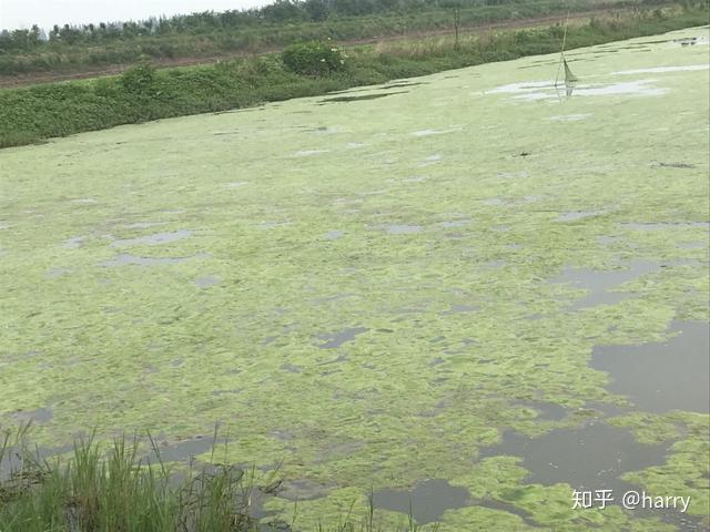 近期有水产养殖户反应鱼塘里长了好多青苔水面上飘着死鱼有没有好的