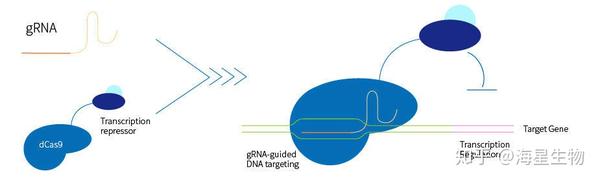 基因干扰技术哪家强？CRISPRi与RNAi对比大揭秘！ - 知乎