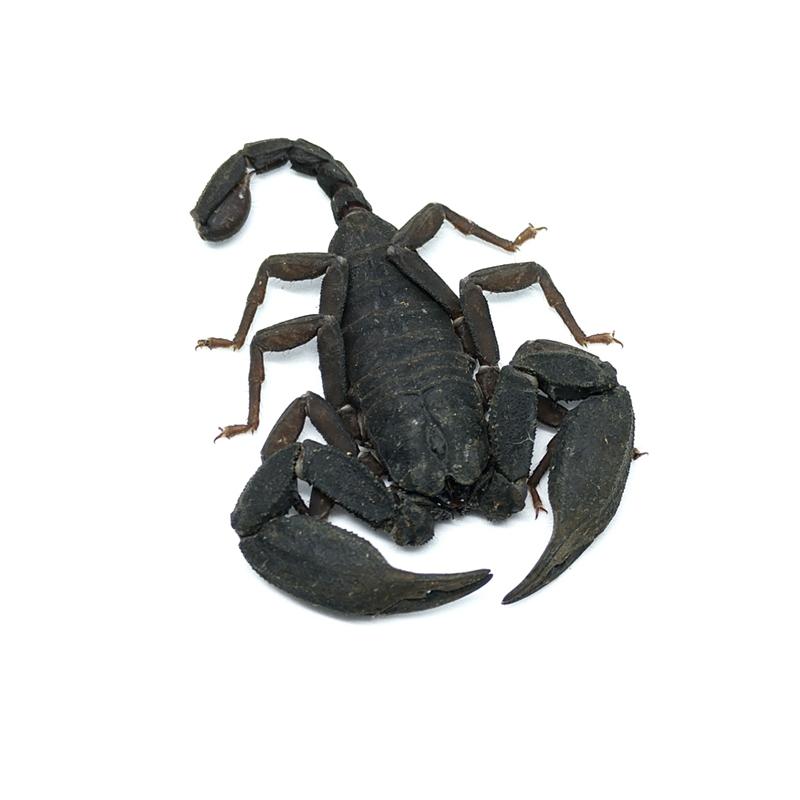瓦雄真蝎 euscorpiops vachoni楼主接触瓦雄真蝎两年多,期间暴毙遇到