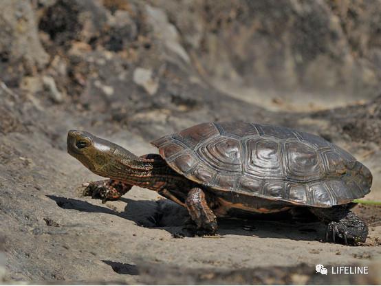 走心全网最全一篇介绍欧洲黄喉的地中海石龟文章