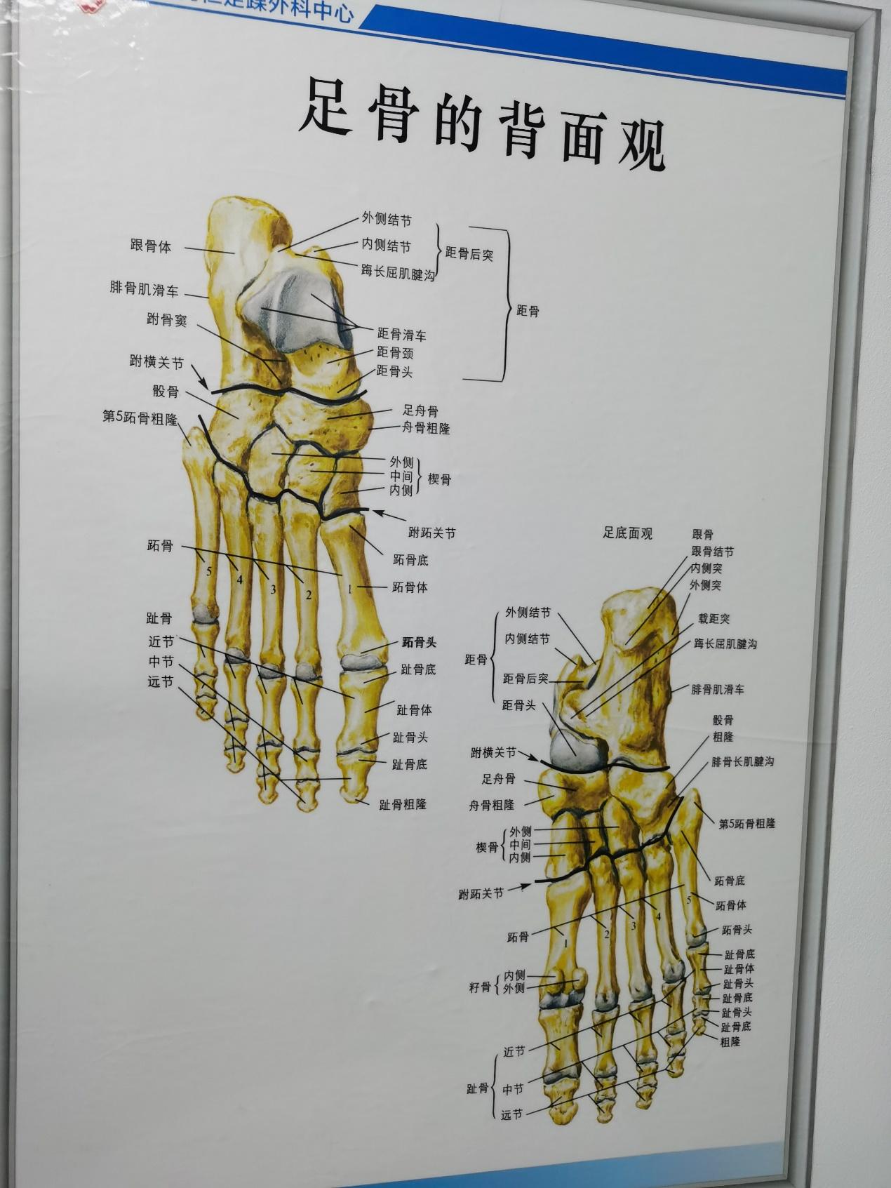 整只脚的结构图与名称图片