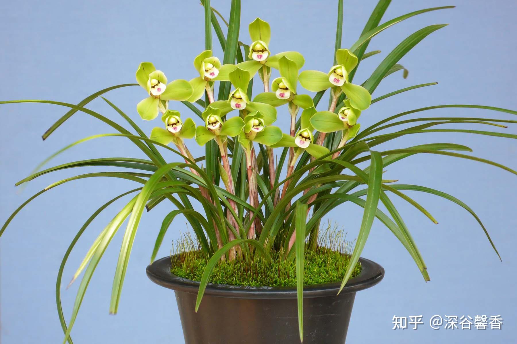 春兰名品西神梅的故事