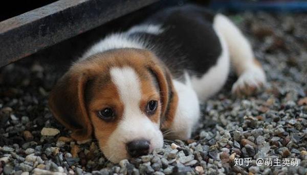 比格犬有几种颜色如何挑选纯种比格犬为什么黑色是最好的 知乎