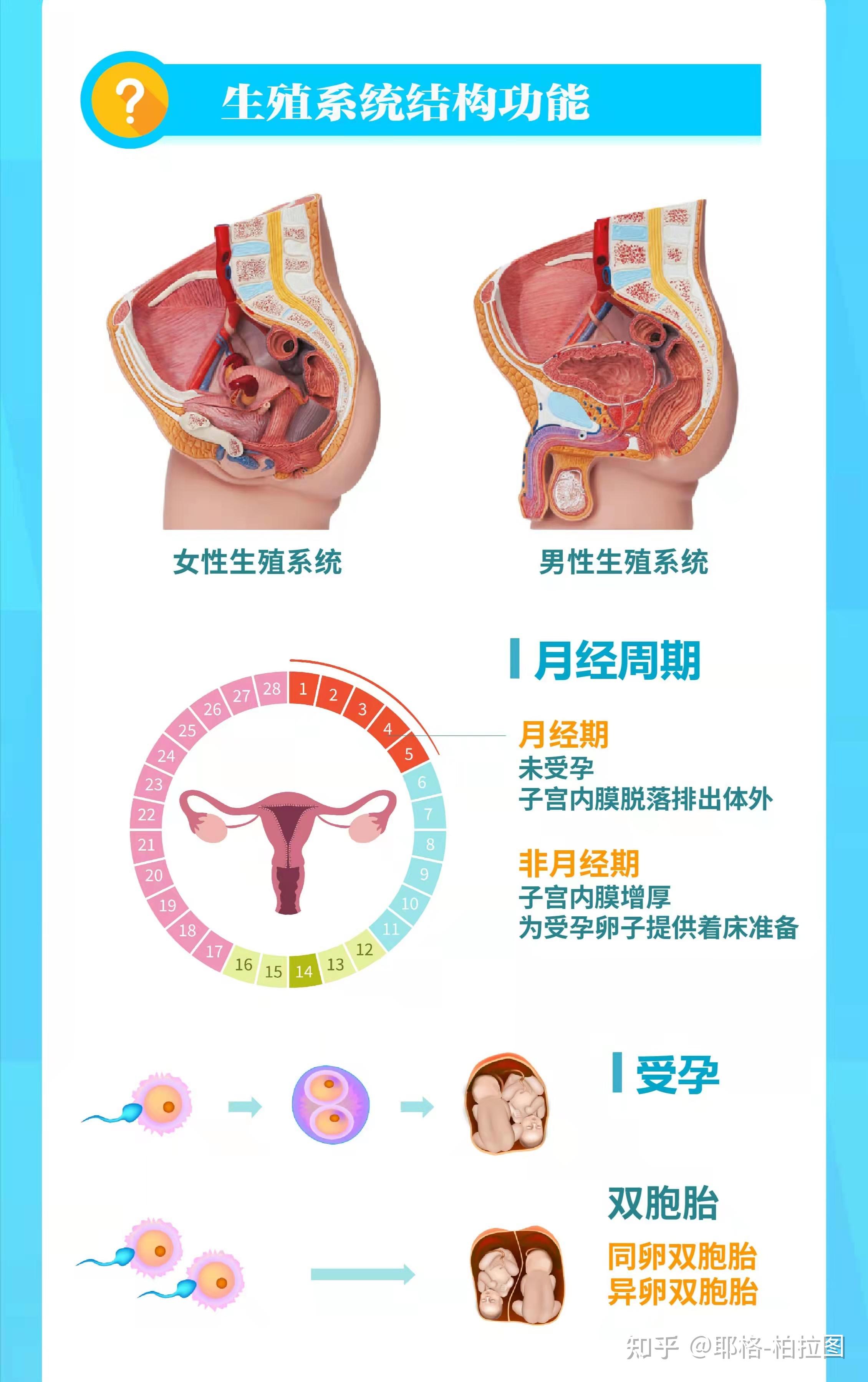 男女性生殖器官解剖图图片素材-编号24839215-图行天下