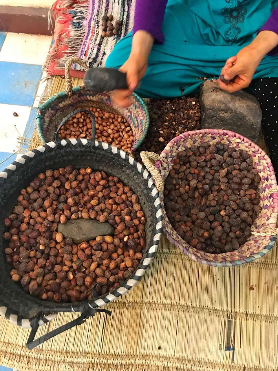 摩洛哥的生命之树阿甘树
