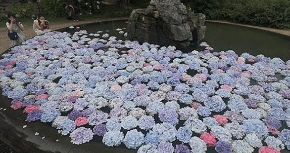 为什么紫阳花盛开在日本的初夏 知乎 为什么紫阳花盛开在日本的初夏 知乎