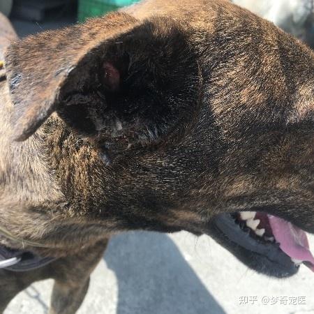 狗狗耳朵烂掉了怎么办